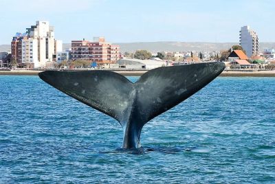 PUERTO MADRYN (Chubut)
